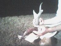 Pronghorn Antelope Hunt in 2006
