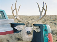 Mule Deer Hunters