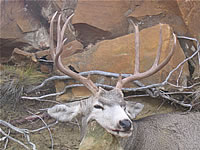 Trophy Big Game Outfitters in Casper Wyoming