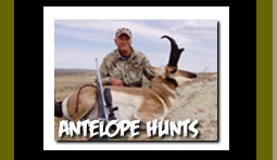 Pronghorn Antelope Hunting Trips in Wyoming