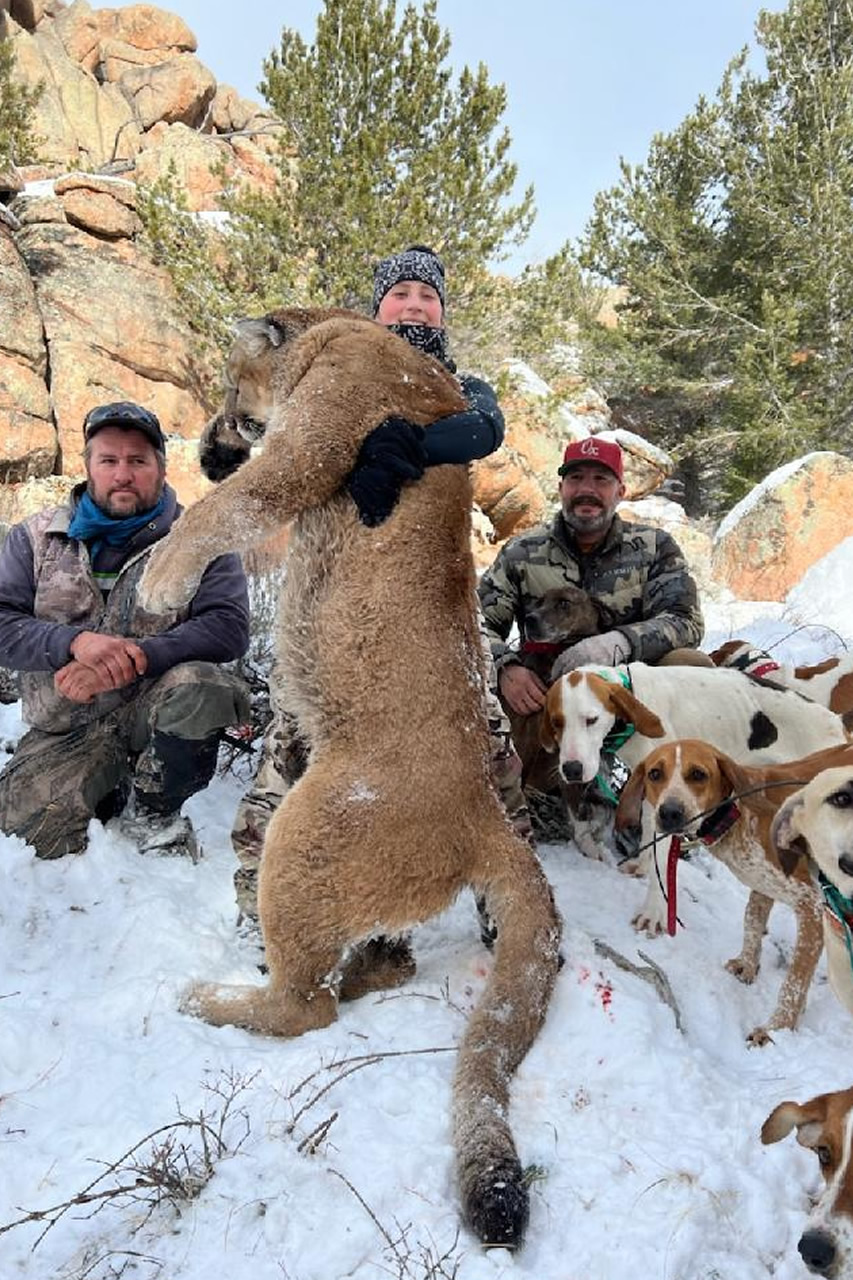 Mountain Lion Hunts